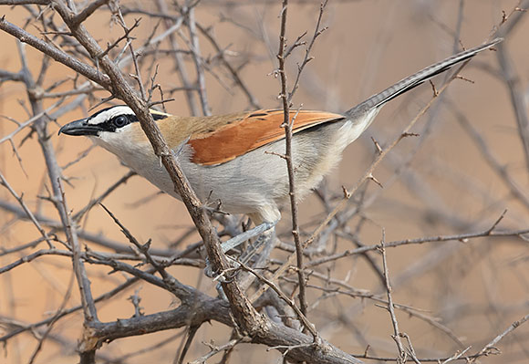Black-crowned Tchagra